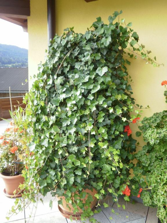 ホテル Haus Vordertiefenbach ヴァークライン エクステリア 写真